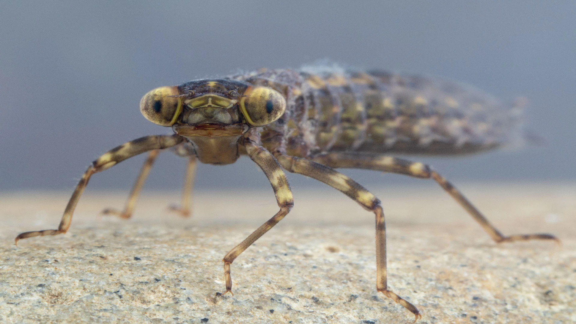 Western Dragonfly Nymph