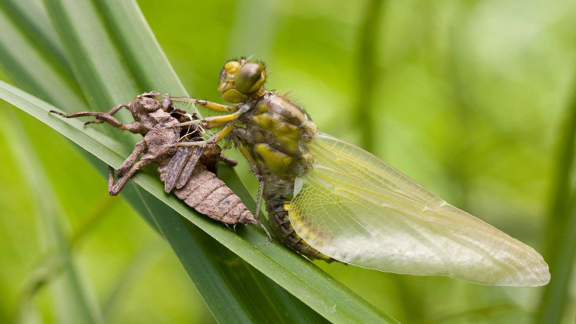 dragonfly eclosion