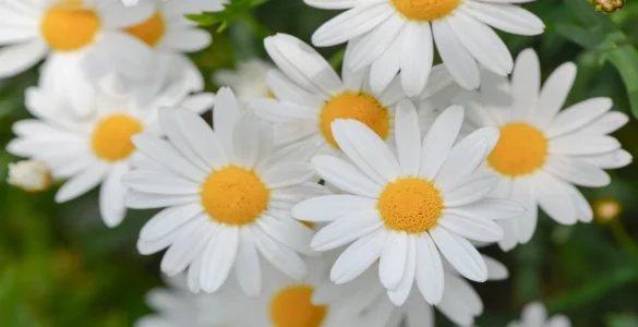 daisy flowers