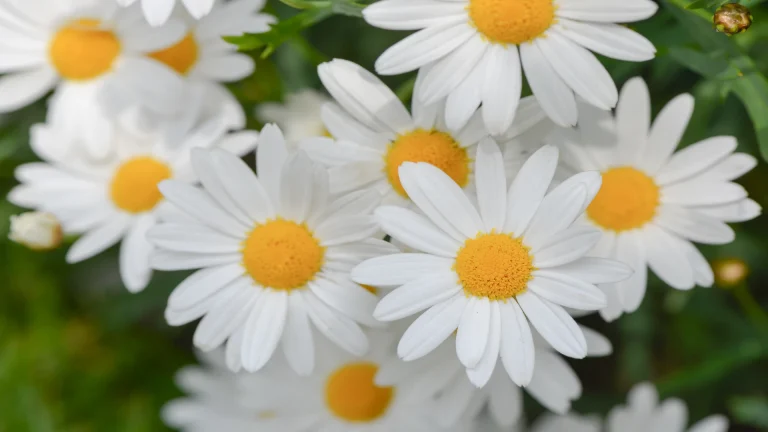 daisy flowers