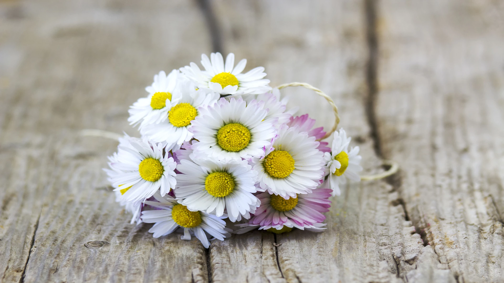 daisy flowers