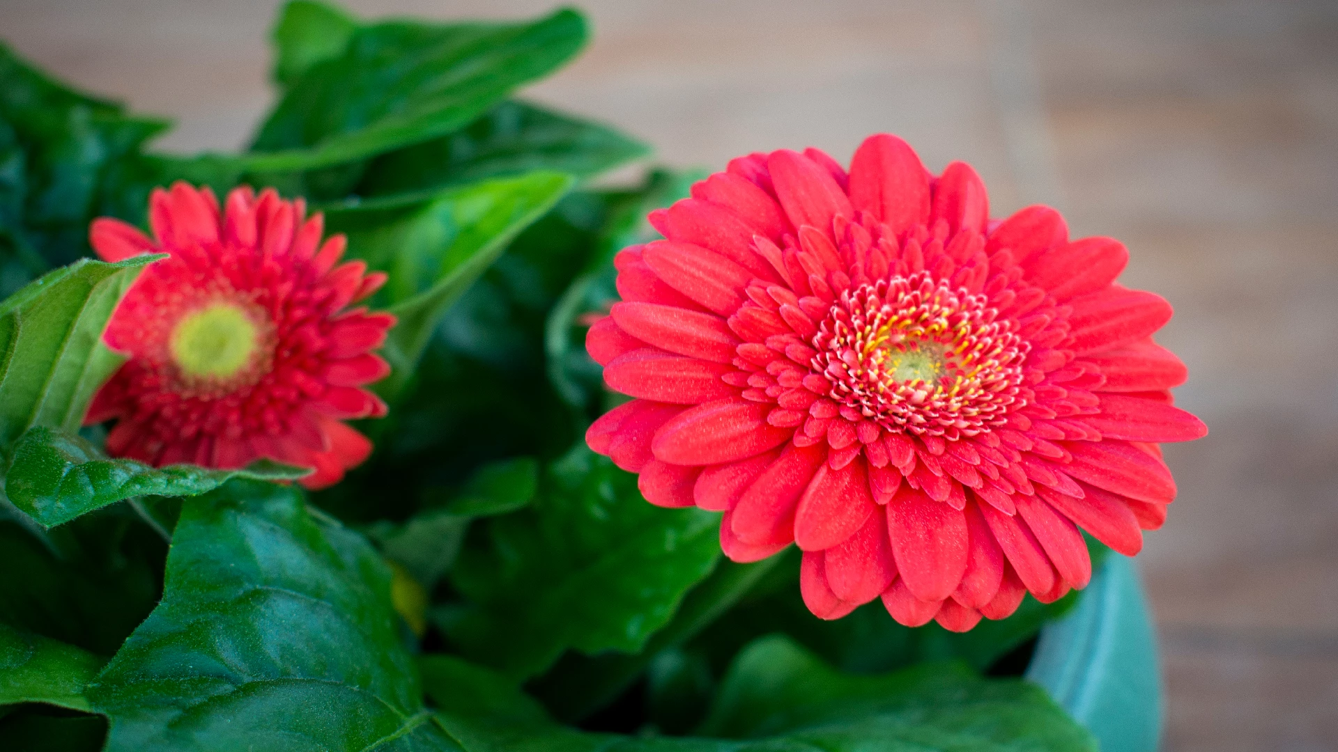 red daisy flowers