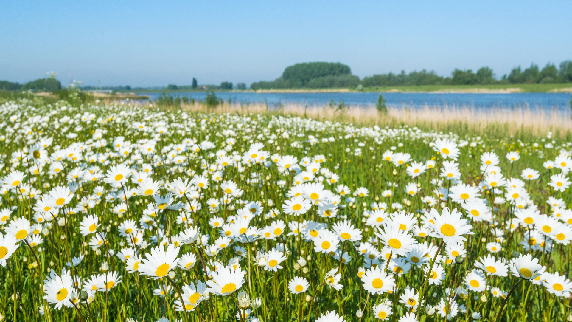 daisy field