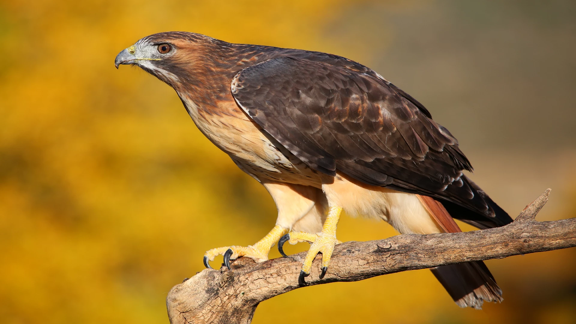 Red-Tailed Hawk