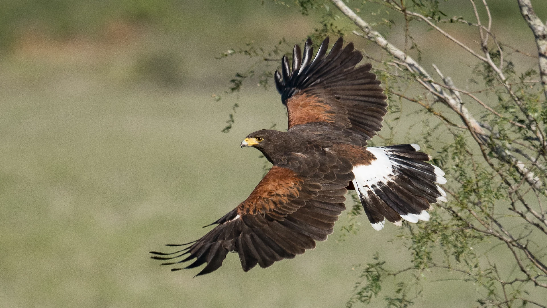 Harris's Hawk