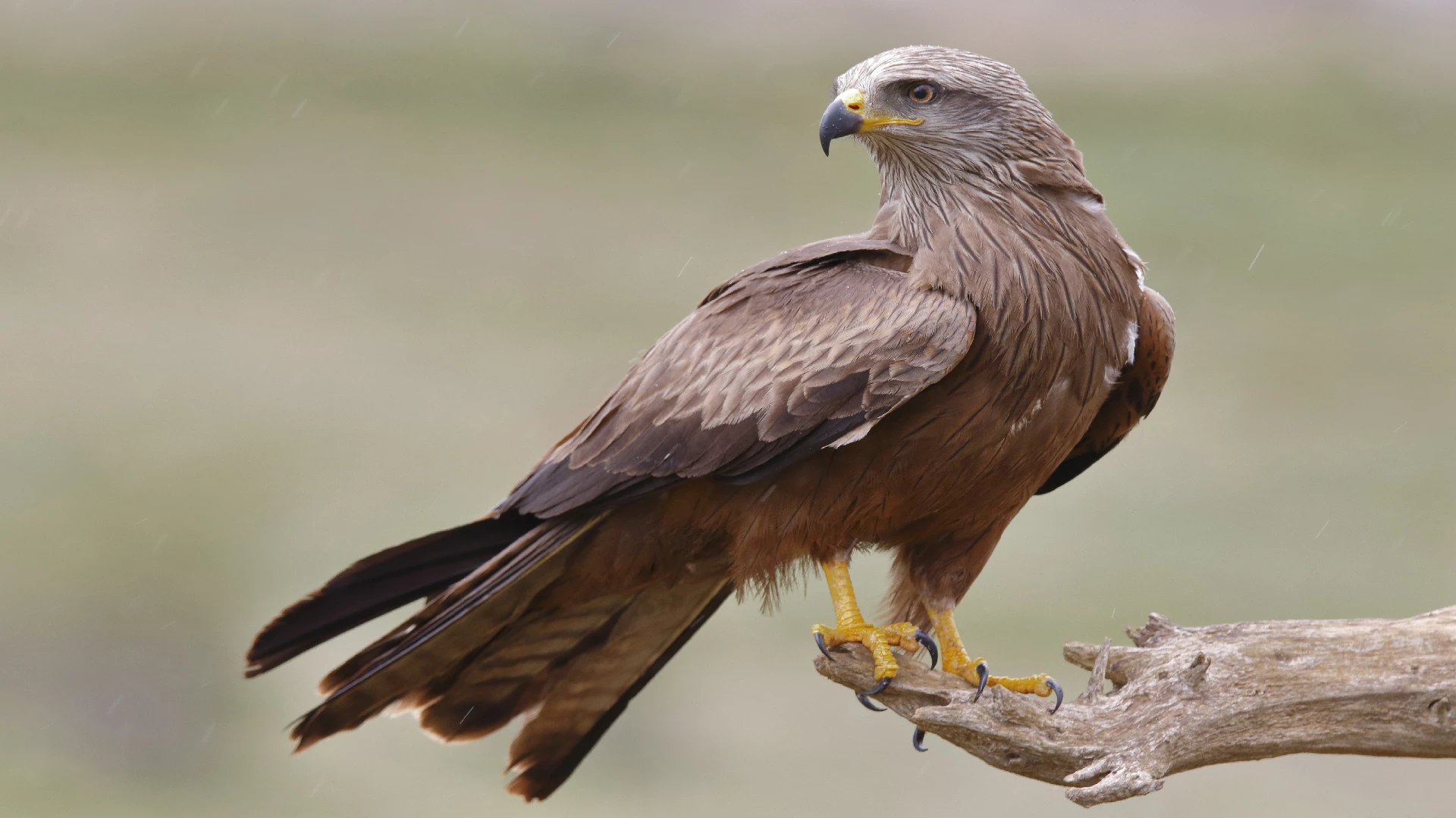 Black Kite