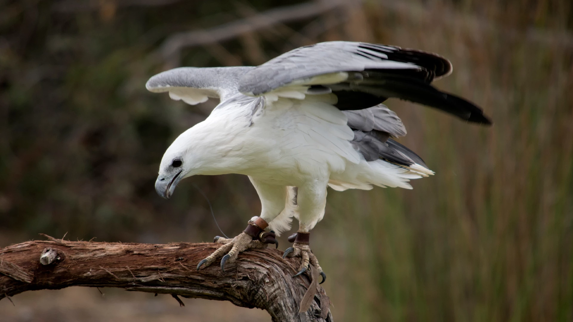 White-Bellied Sea Eagle