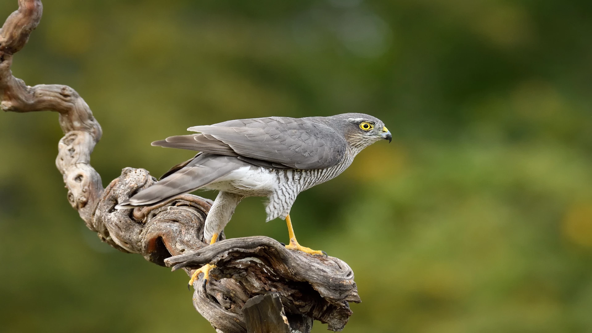 Eurasian Sparrowhawk