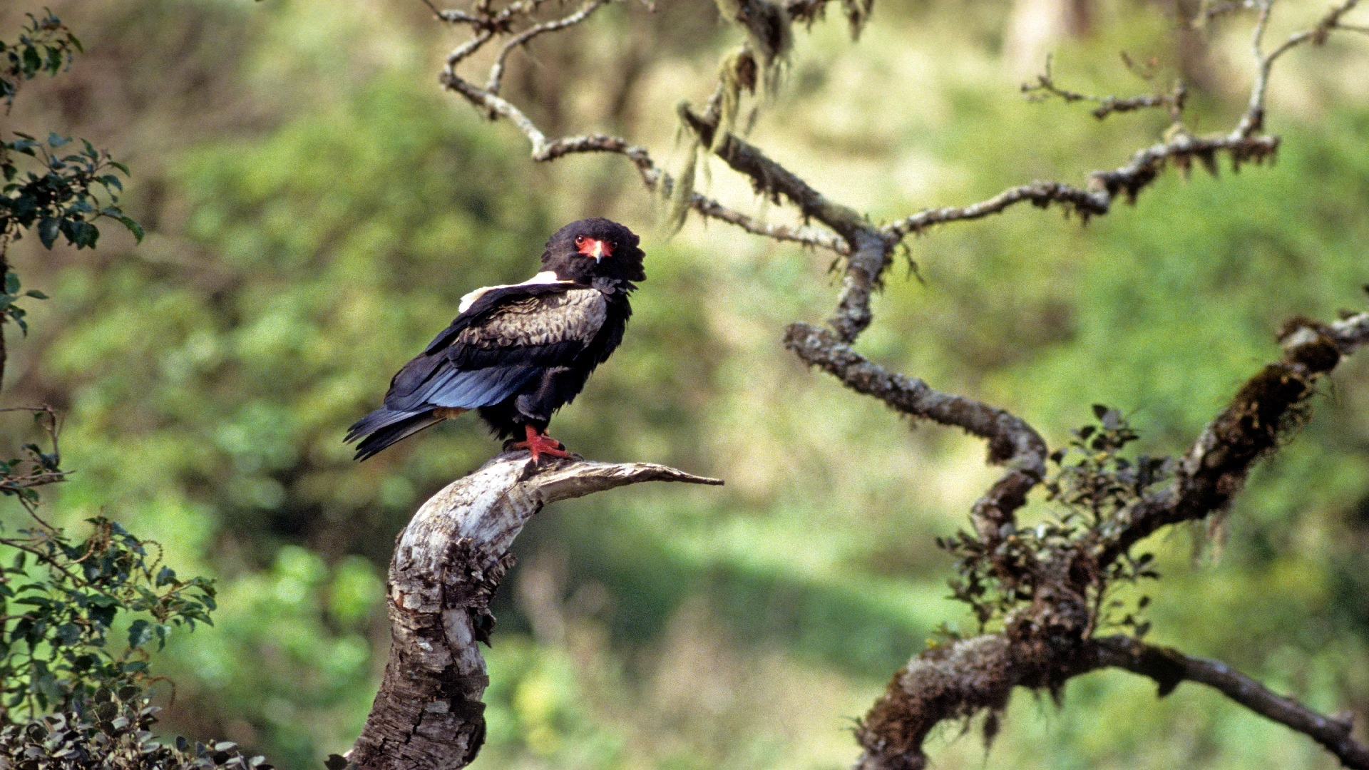 Bateleur Eagle