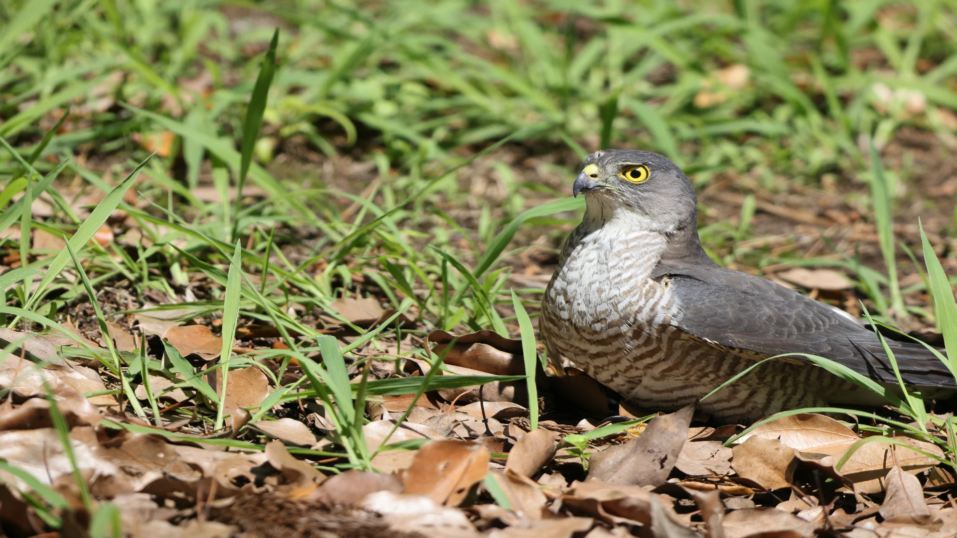 Japanese Sparrowhawk