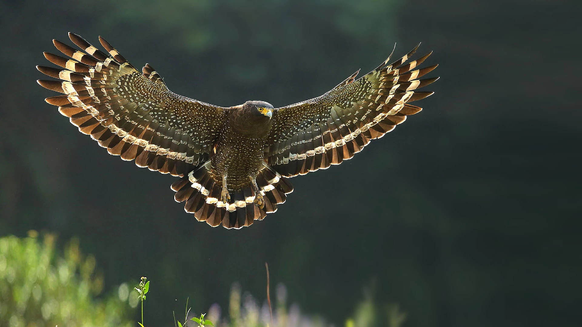 Crested Serpent Eagle 