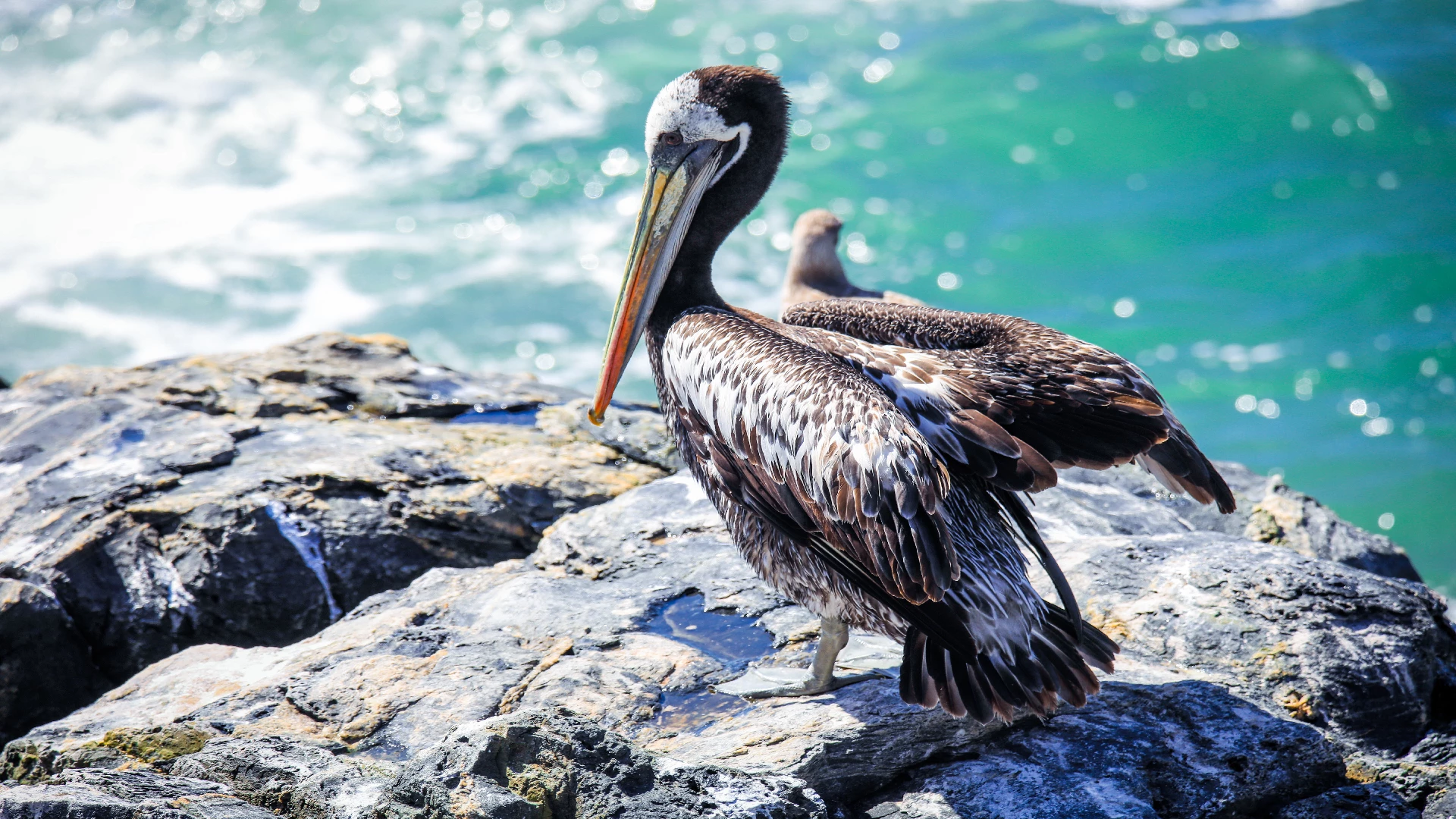 pelicans by the shore