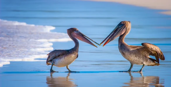 pelicans