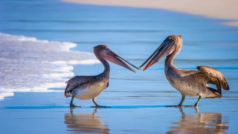 pelicans