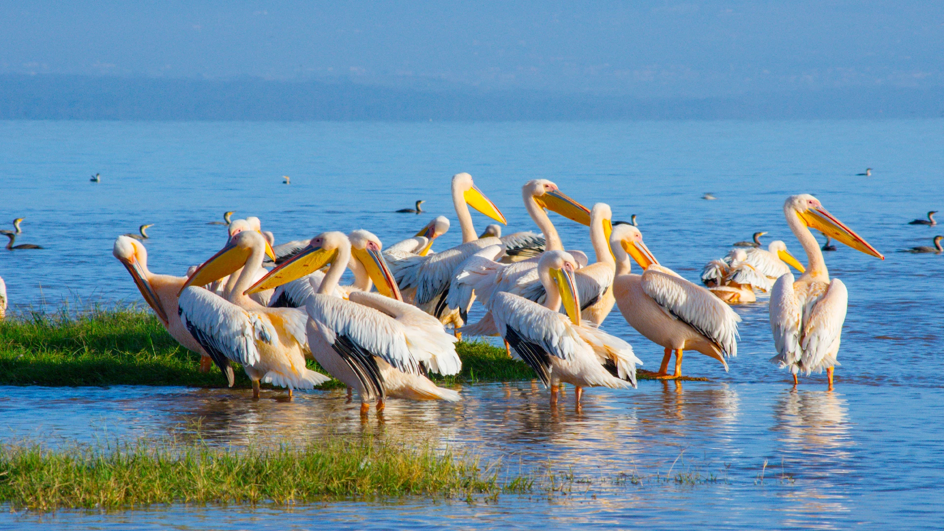 pelicans on lakes