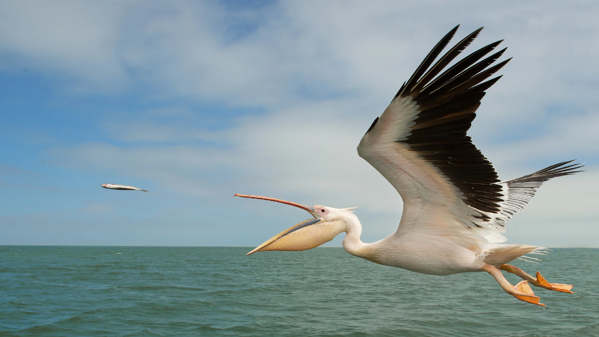 pelicans habitat