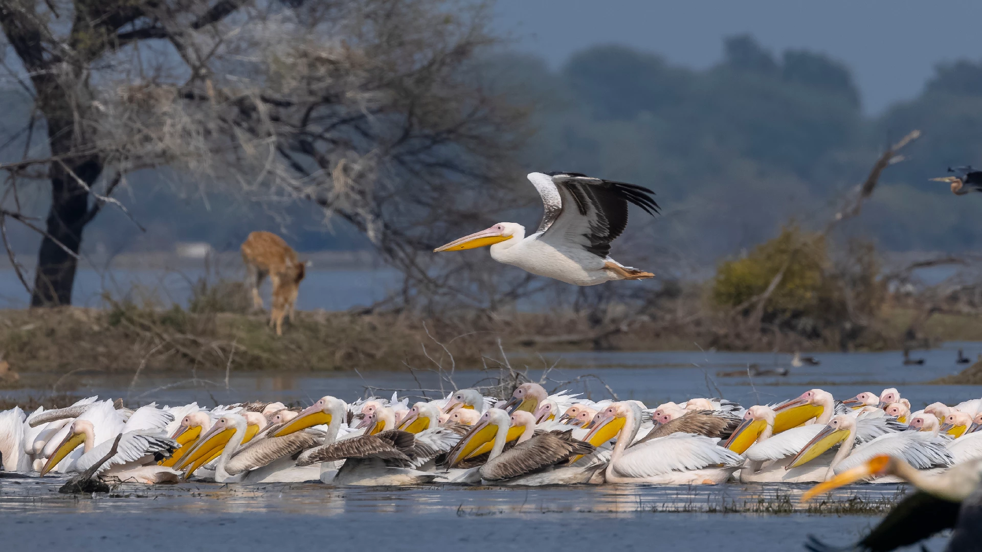 pelicans migration