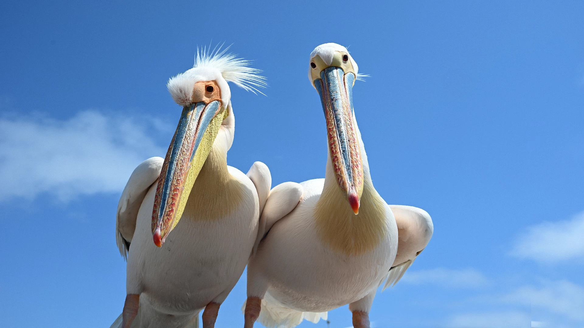 two cute pelicans