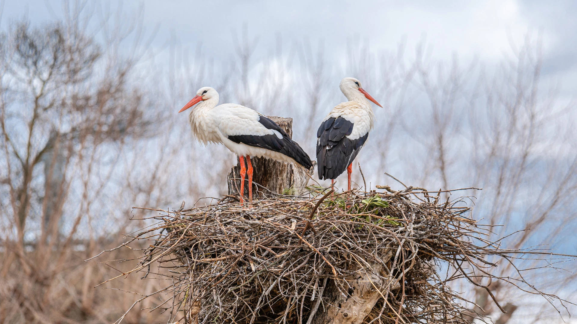 stork nest