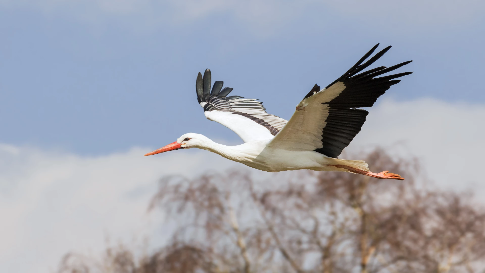 storks navigating the sky