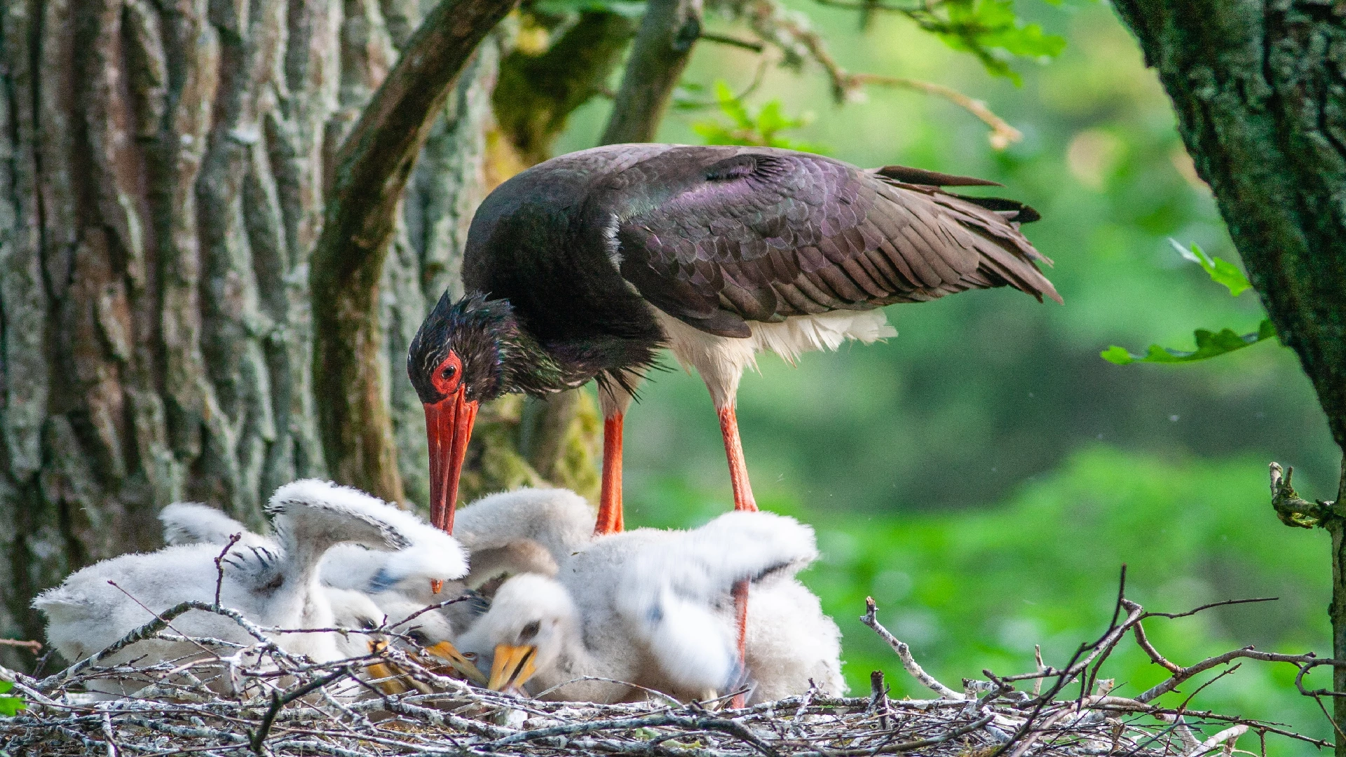 stork with babies