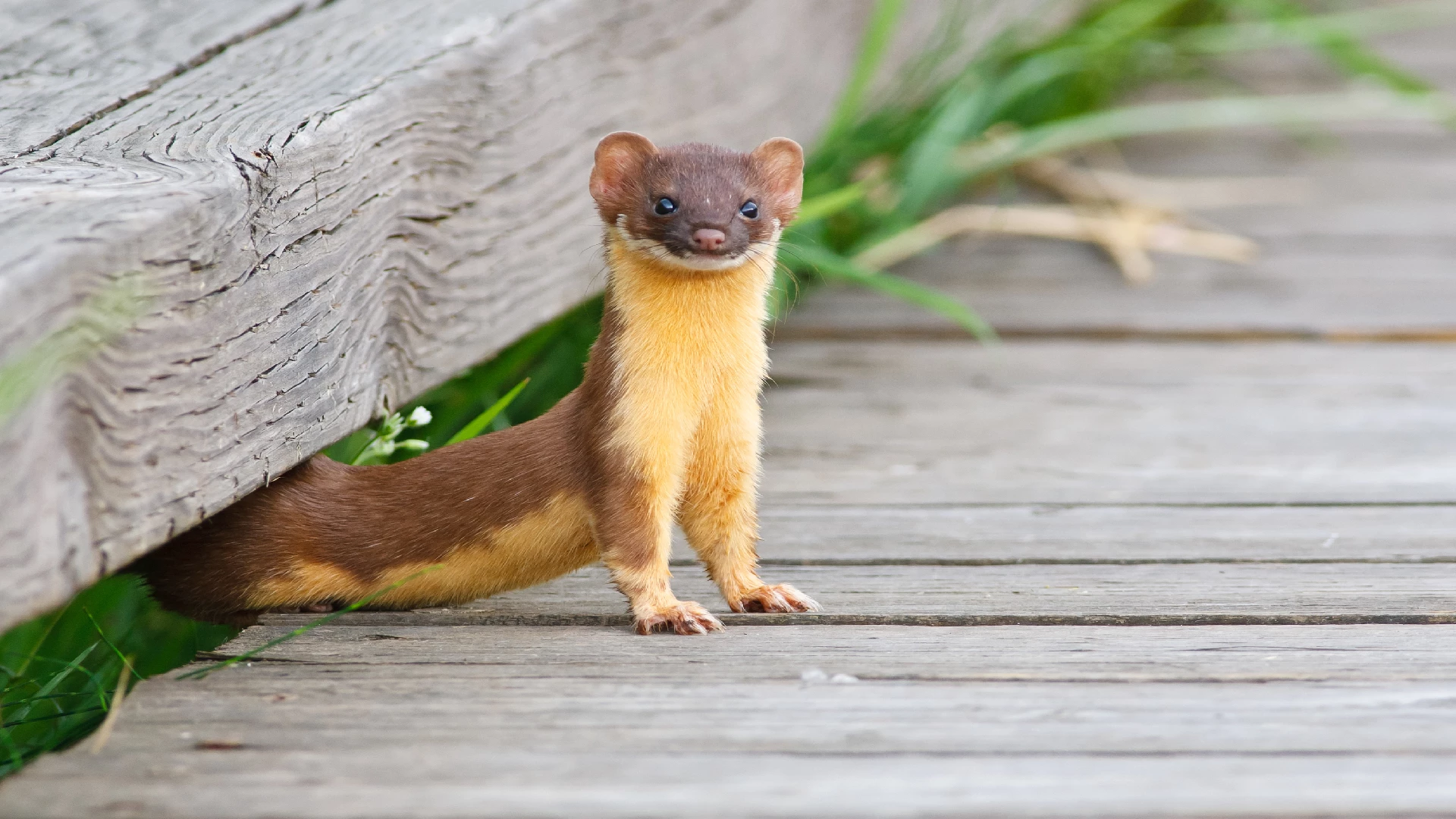 weasel in nature