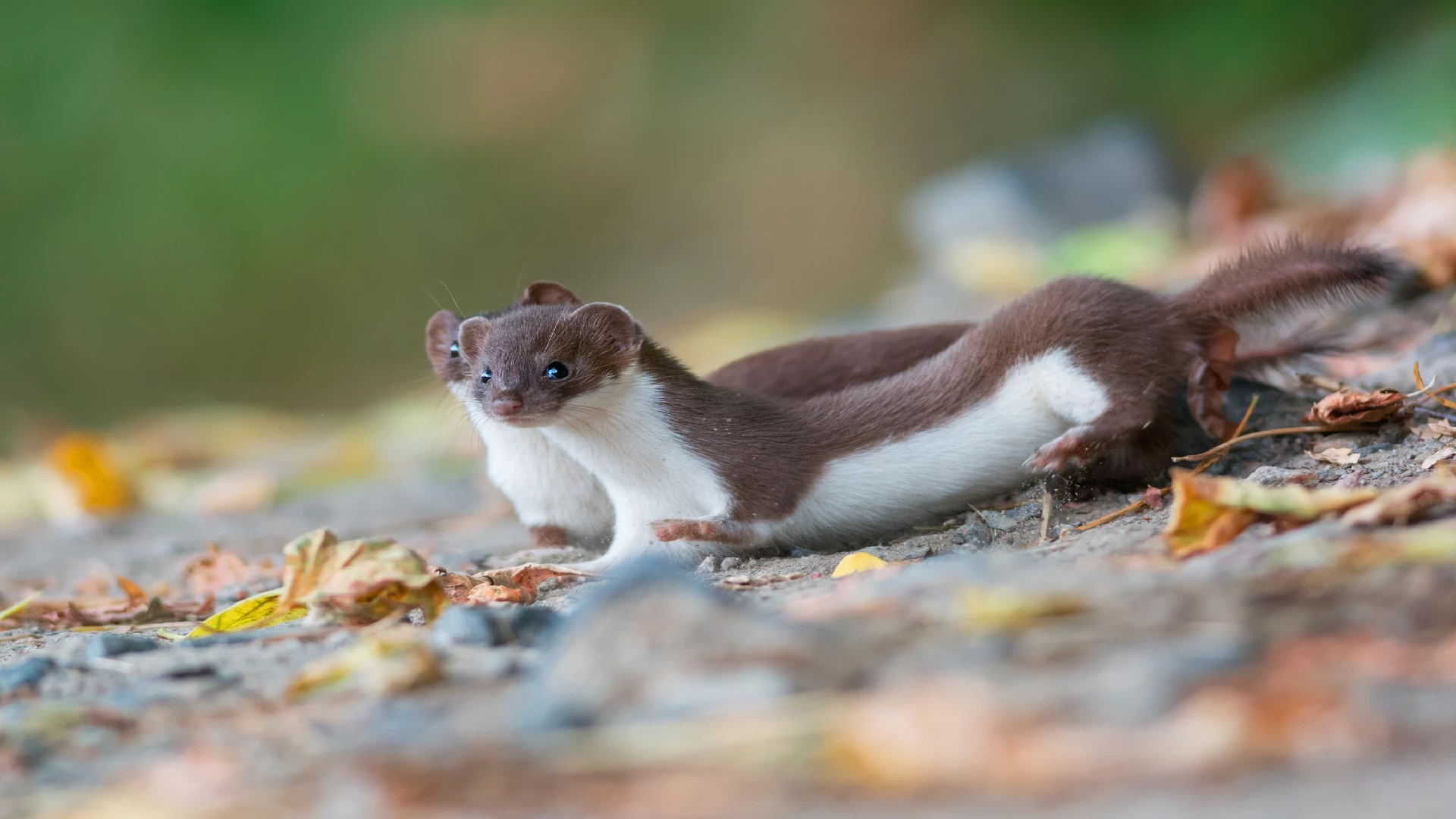 cute weasels