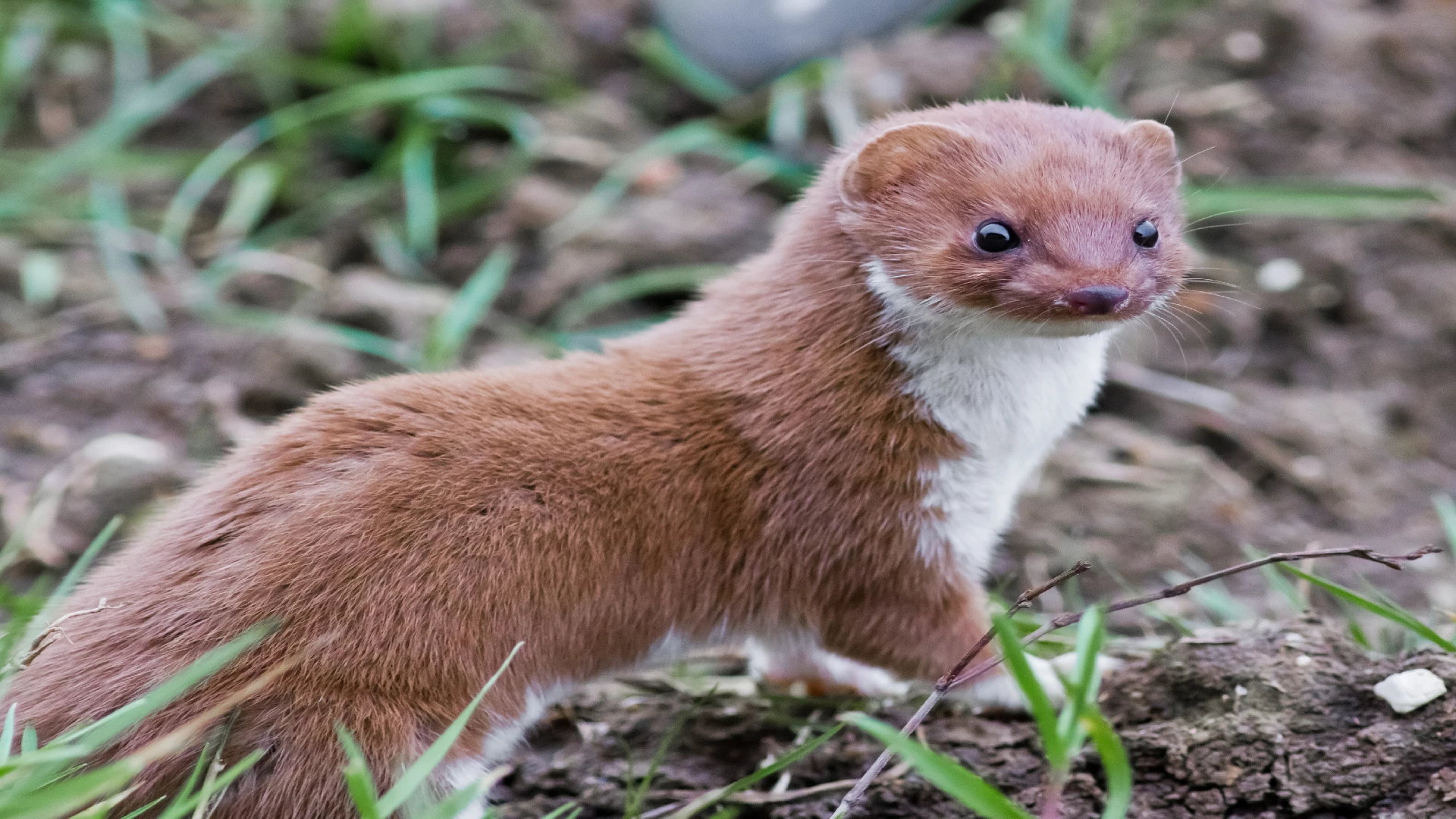 weasel animal