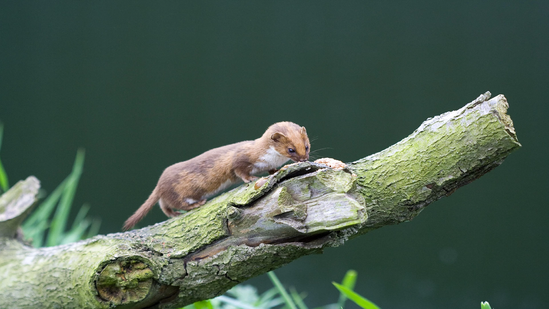 weasel on a branch