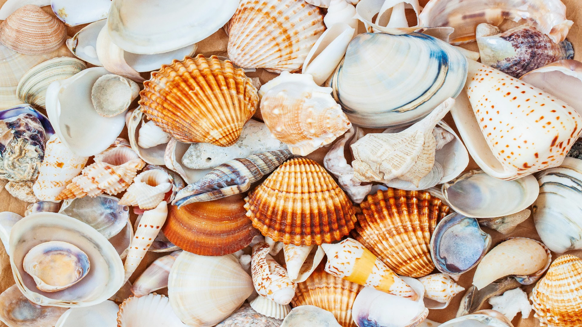 seashells photo