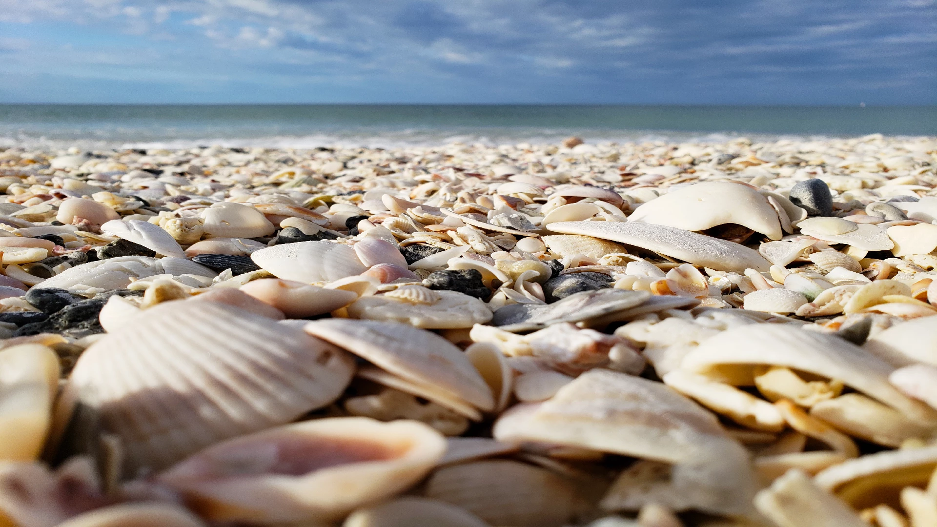 beach seashells