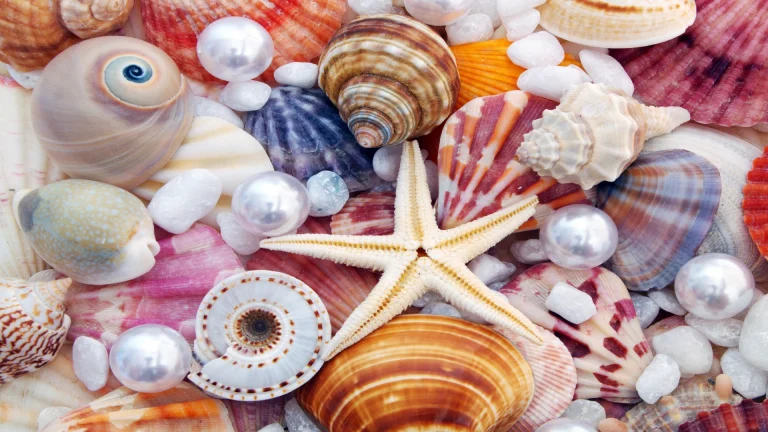 seashells