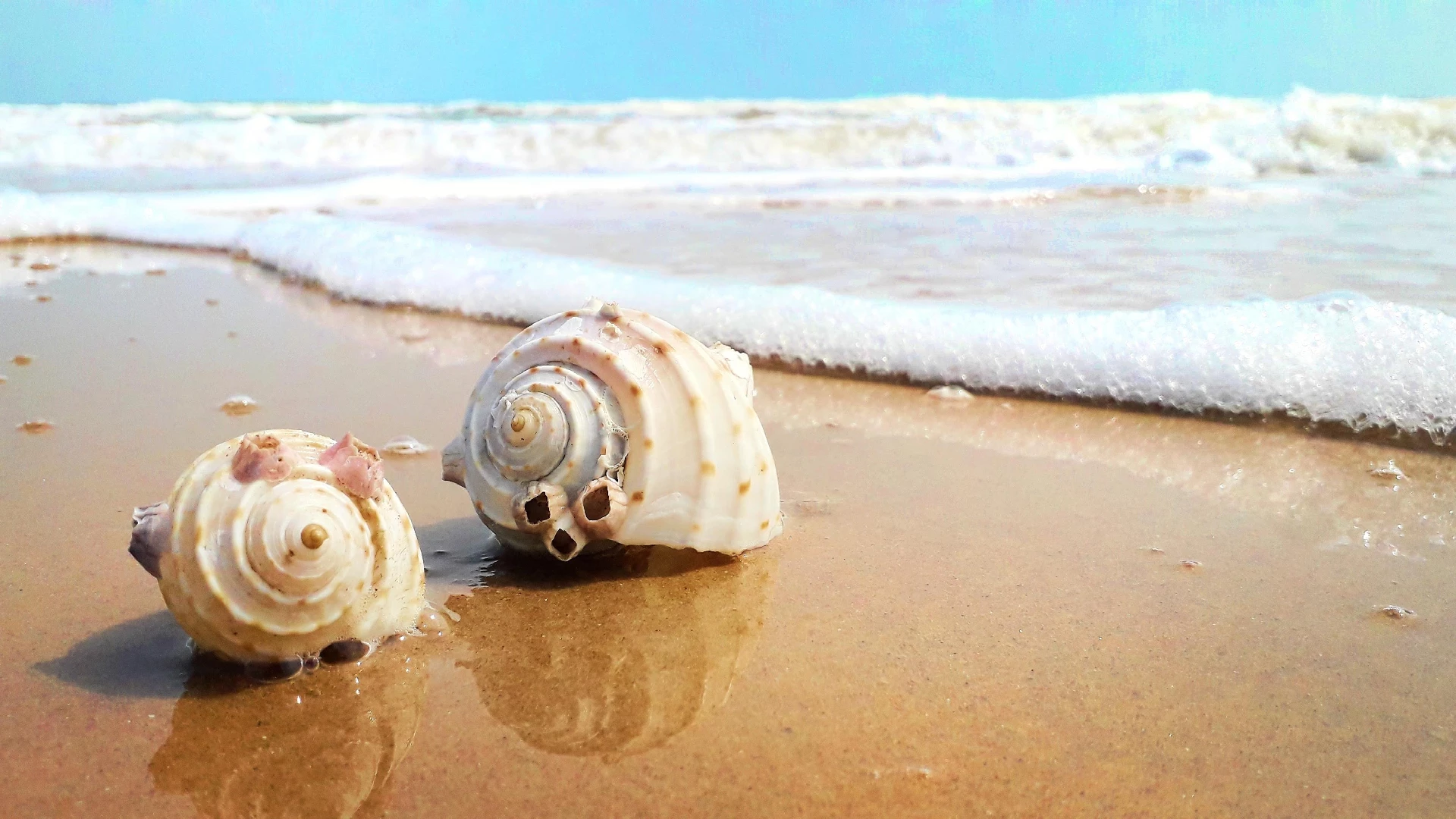 2 seashells