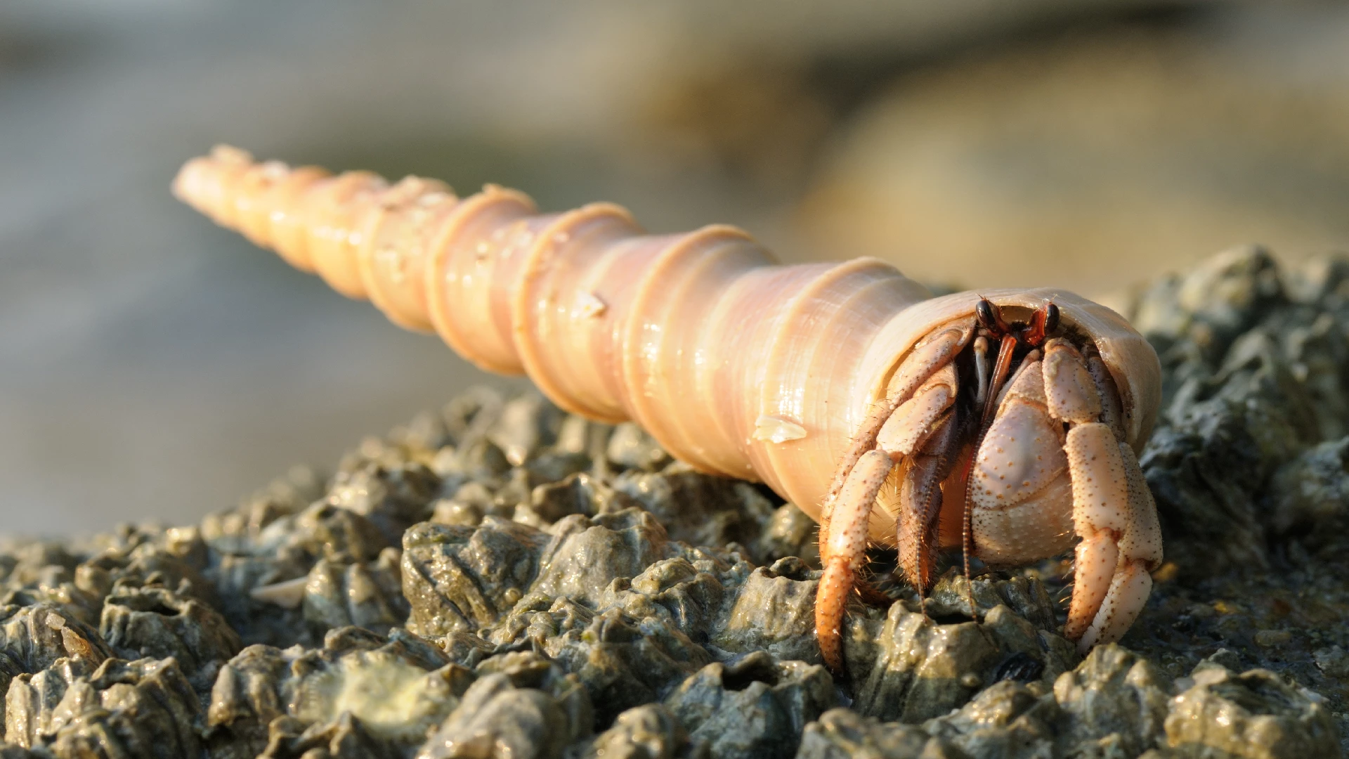 hermit crab