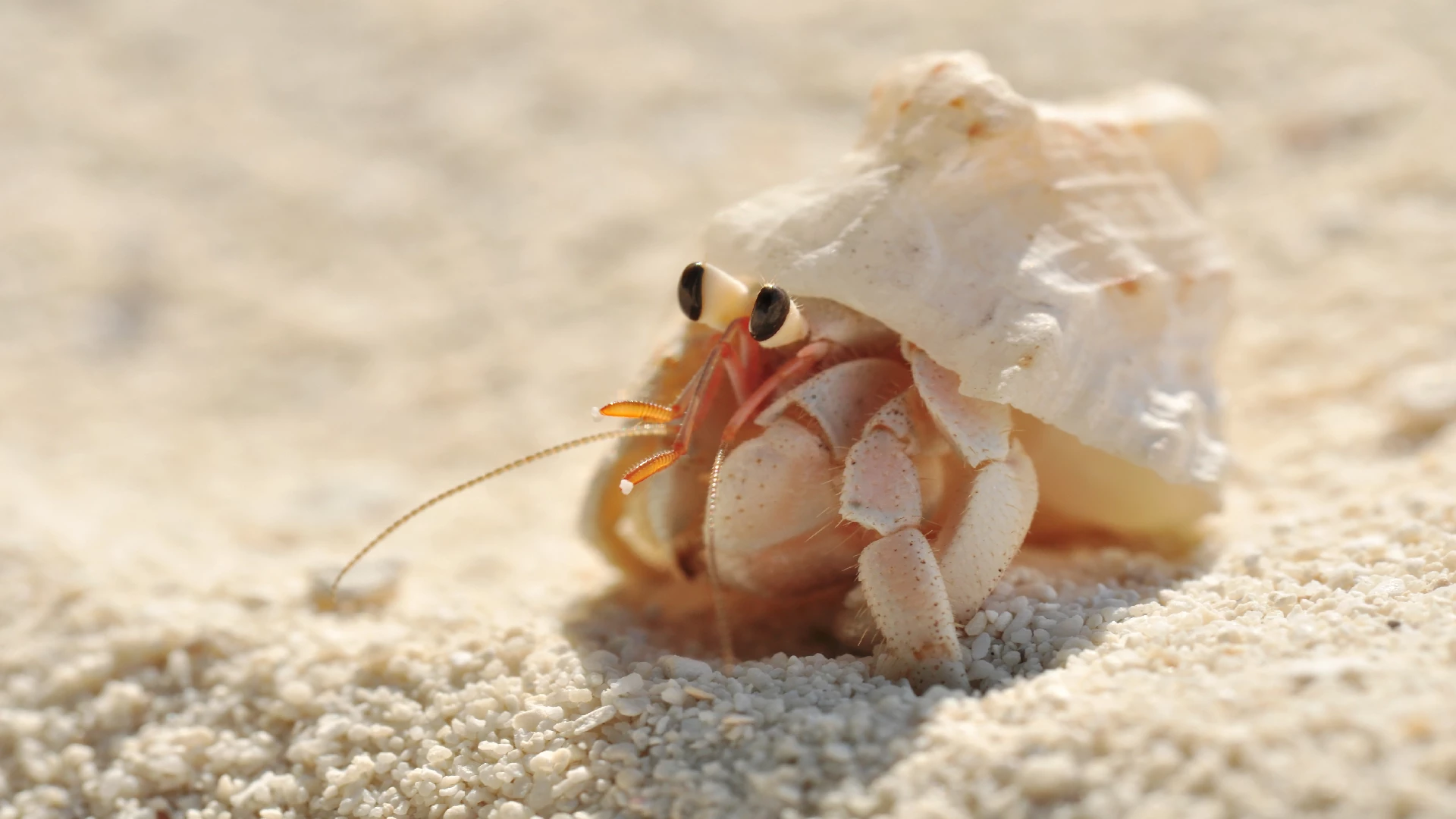 hermit crab