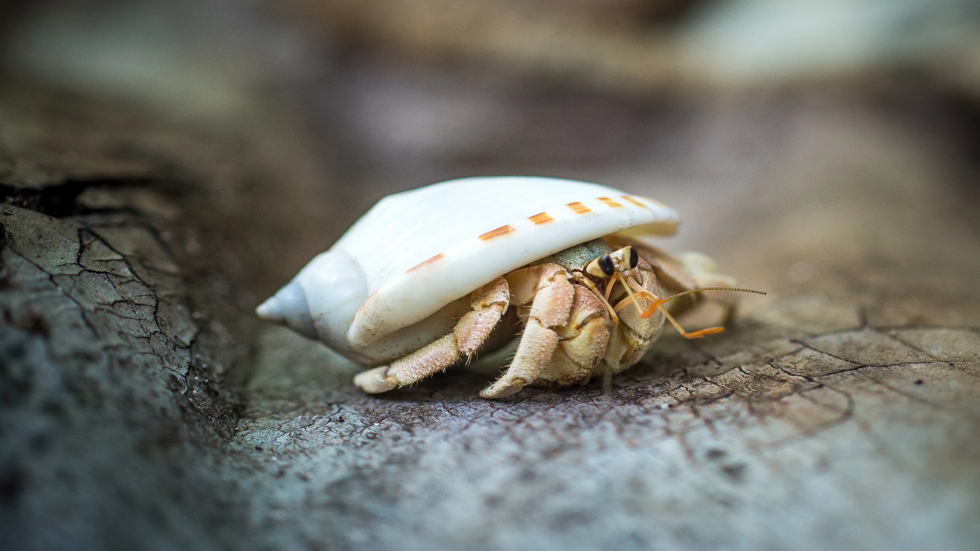 hermit crab