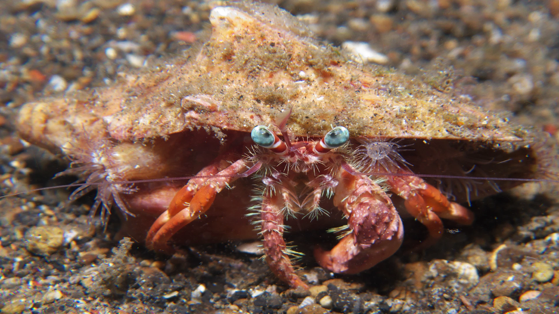 hermit crab