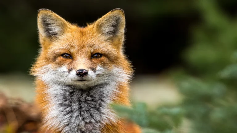 red fox