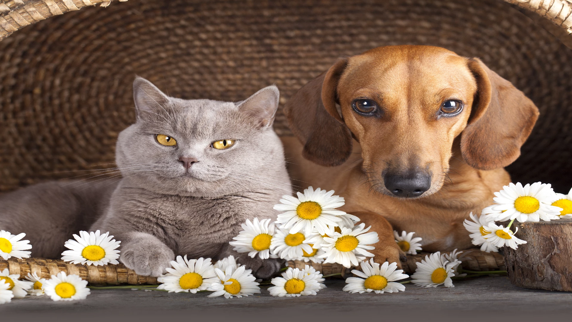 daisies and pets