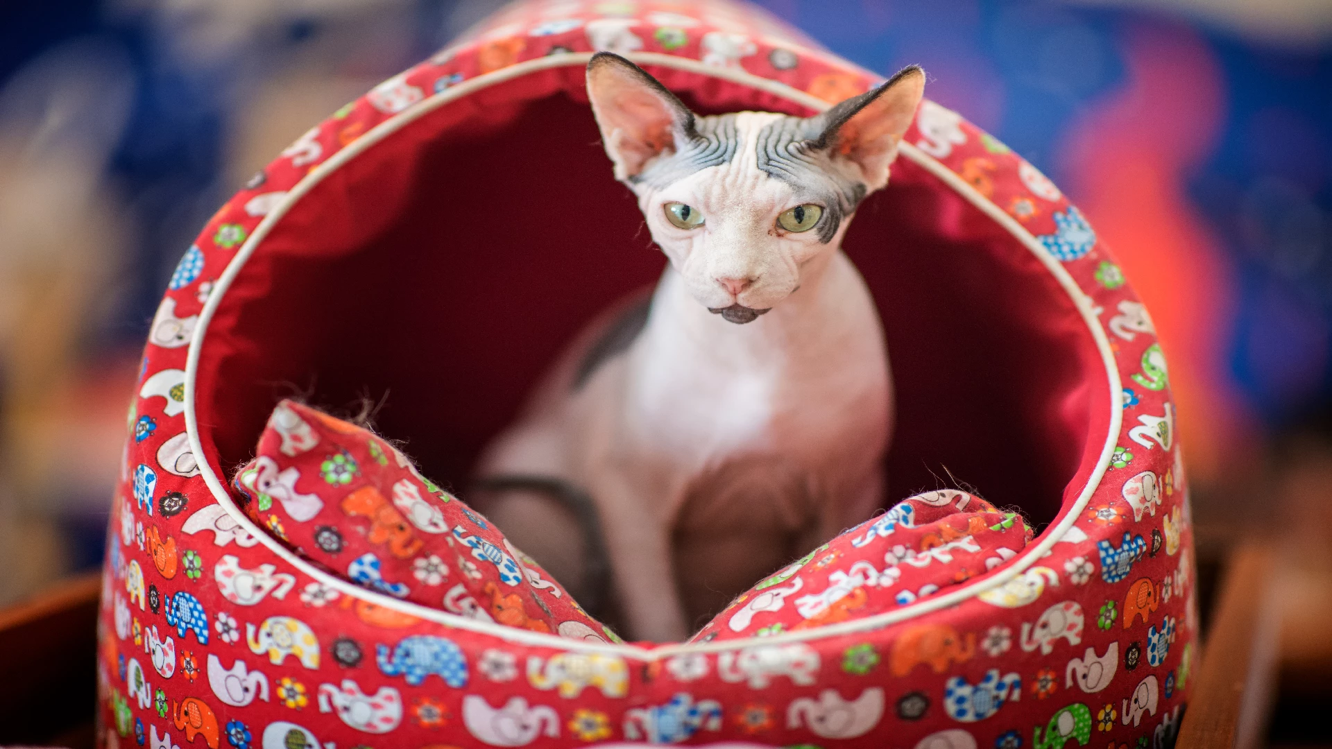 Sphynx Cat