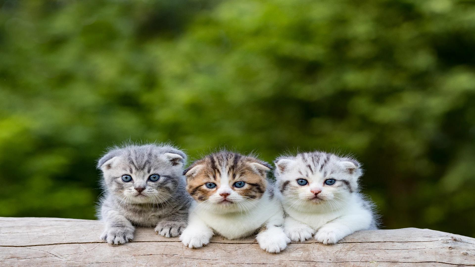 Scottish Fold