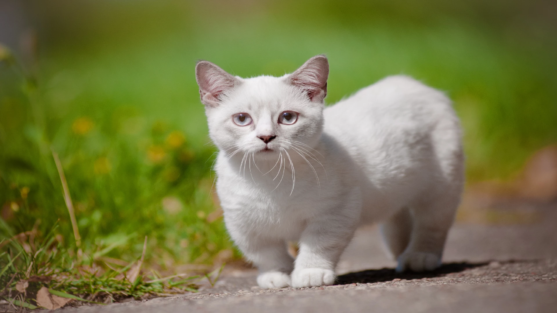 Munchkin Cat