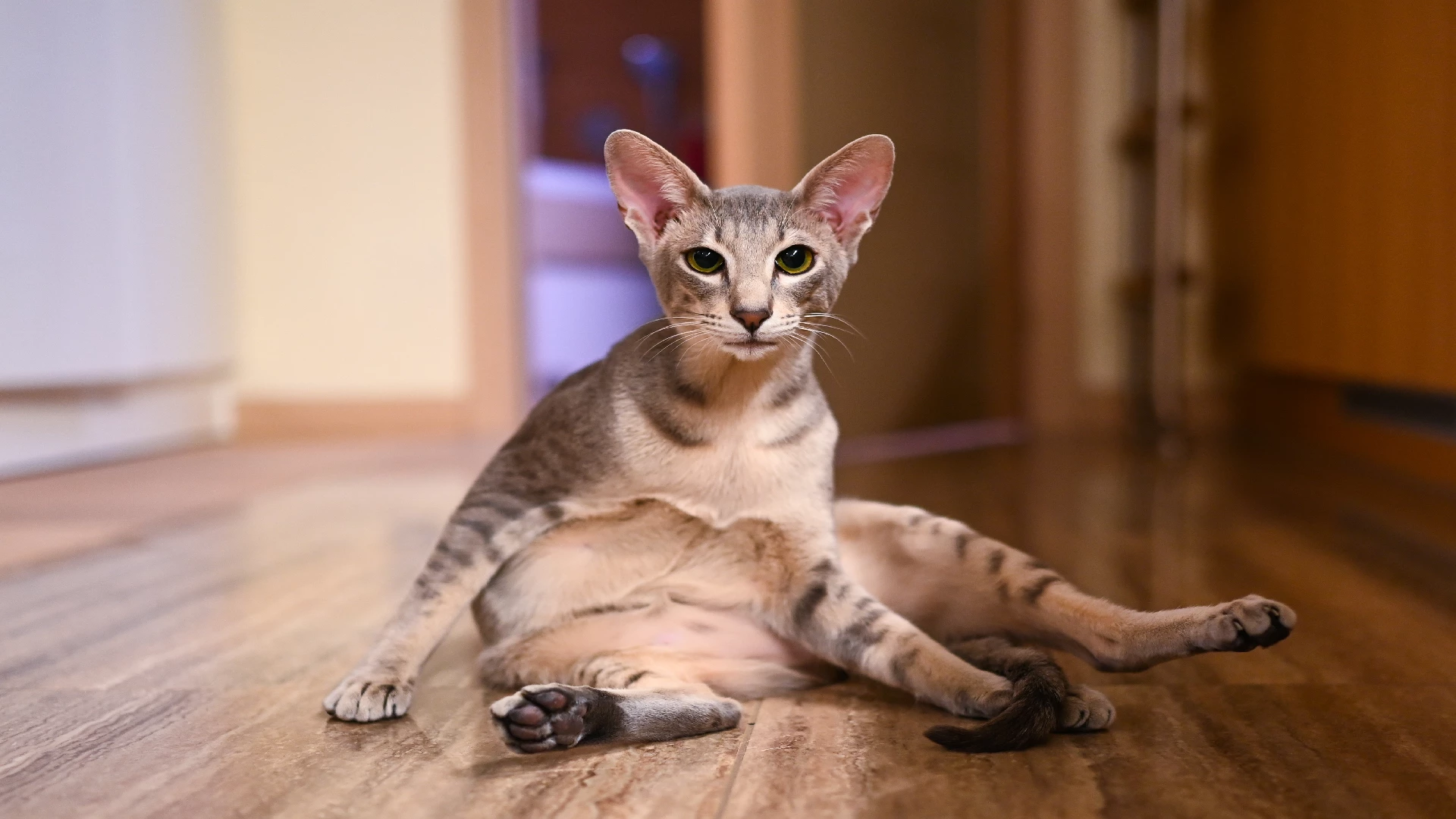 Peterbald