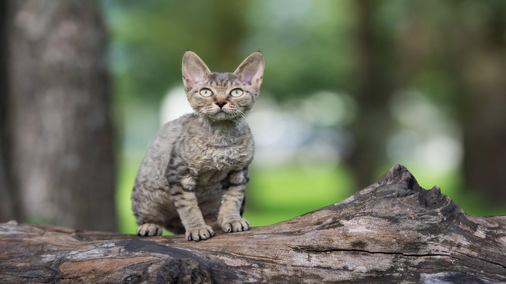 Devon Rex