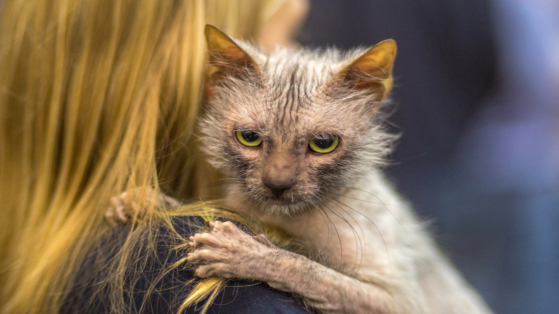 Lykoi Cat