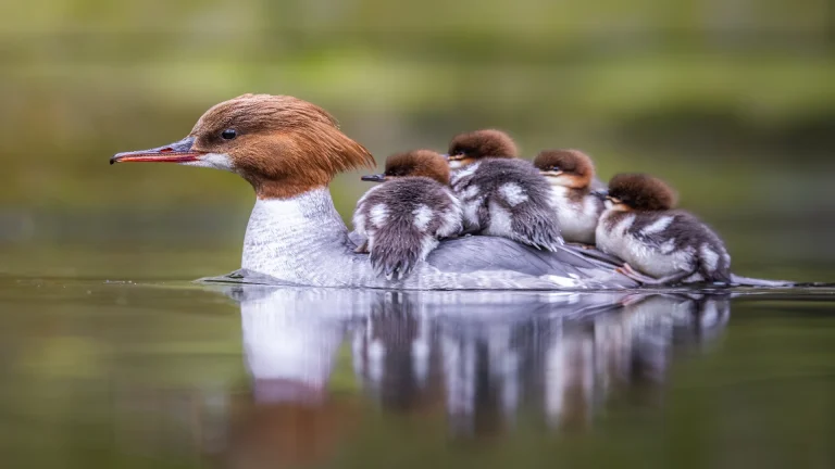 Goosander (common marganser) Ducklings, chicks, baby riding on mothers back. Royal Łazienki park in Warsaw.