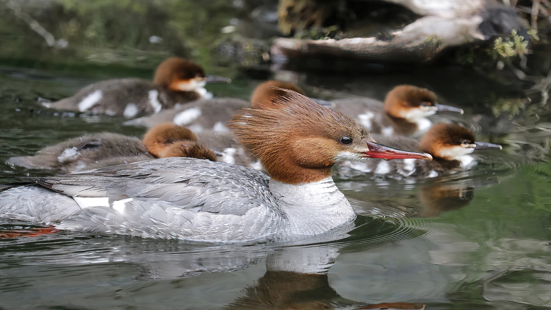 Goosander (common marganser) Ducklings