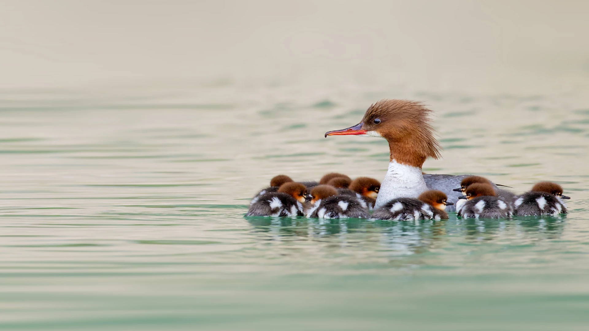 Goosander (common marganser) Ducklings