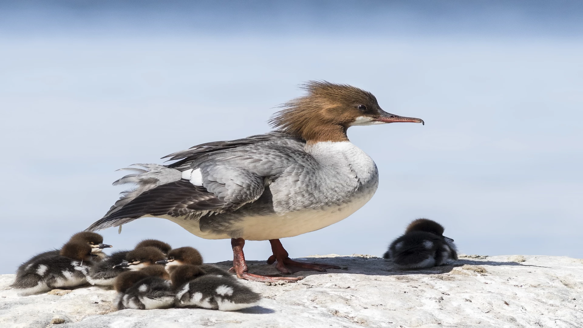 Goosander (common marganser) Ducklings