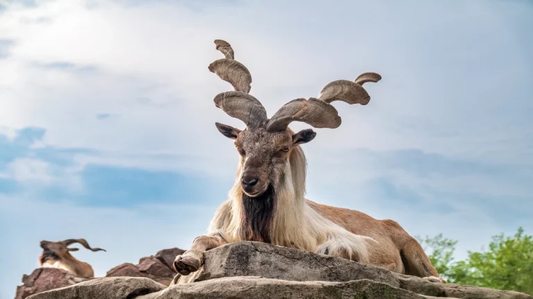 Markhor